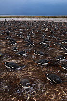Breeding colony of Gentoo Penguins (Pygoscelis papua) on nests after light snow fall. Sea Lion Island. South of mainland east Falkland Island. Falkland Islands
