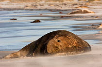 Southern Elephant Seal (Mirounga leonina) bull in shallow waters, Sea Lion Island. South of mainland east Falkland Island. Falkland Islands