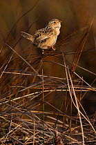 Grass / Short-billed Marsh Wren (Cistothorus platensis falklandicus) Singing in long grass. This species in endemic, and  is the smallest of the resident birds. Sea Lion Island. South of mainland east...
