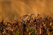 Grass / Short-billed Marsh Wren (Cistothorus platensis falklandicus) Singing in long grass. This species in endemic, and  is the smallest of the resident birds. Sea Lion Island. South of mainland east...