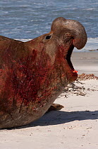 Southern Elephant Seal (Mirounga leonina) Bull vocalising after fighting for control of the harem. Sea Lion Island. South of mainland east Falkland Island. Falkland Islands