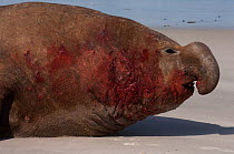 Southern Elephant Seal (Mirounga leonina) Bull  after fighting for control of the harem. Sea Lion Island. South of mainland east Falkland Island. Falkland Islands