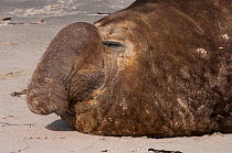 Head portrait of Southern Elephant Seal (Mirounga leonina) Bull sleeping, Sea Lion Island. South of mainland east Falkland Island. Falkland Islands