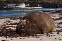Southern Elephant Seal (Mirounga leonina) female on beach, Sea Lion Island. South of mainland east Falkland Island. Falkland Islands