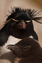 Double head portrait of Rockhopper Penguins (Eudyptes chrysocome chrysocome) adult and chick, Saunders Island. South of mainland east Falkland Island. Falkaland Islands