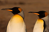 Two King Penguins (Aptenodytes p. patagonica). Saunders Island. Falkland Islands