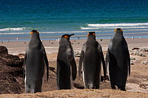Rear view of four King Penguins (Aptenodytes p. patagonica) on beach, looking out to sea, Saunders Island. Falkland Islands