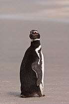 Magellanic Penguin (Spheniscus magellanicus) sitting on beach, Saunders Island. Off north coast of West Falkland. Falkland Islands