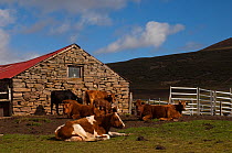 Cattle in field with barn, on farming settlement, Saunders Island, Falkland Islands