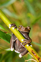 Tapichalaca Tree Frog (Hyloscirtus tapichalaca) captive and endangered. Tapichalaca Reserve, Zamora-Chinchipe, Ecuador, South America.