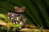 Tapichalaca Tree Frog (Hyloscirtus tapichalaca) captive and endangered. Tapichalaca Reserve, Zamora-Chinchipe, Ecuador, South America.