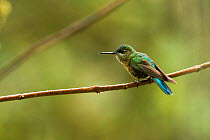 Long-tailed Sylph (Aglaiocercus kingi) female perched on branch. Cloud forest, Tapichalaca Reserve, Southern Ecuador, South America