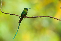 Long-tailed Sylph (Aglaiocercus kingi) male perched on branch. Cloud forest, Tapichalaca Reserve, Southern Ecuador, South America