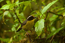 Pale-naped brush-finch (Atlapetes pallidinucha) perched, Tapichalaca Reserve, Zamora-Chinchipe, Ecuador, South America