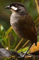 Jocotoco antpitta (Grallaria ridgelyi) in lower temperate forest, Zamora-Chinchipe, South Ecuador, South America. Discovered in October 2000, endangered.