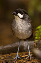 Jocotoco antpitta (Grallaria ridgelyi) in lower temperate forest, Zamora-Chinchipe, South Ecuador, South America. Discovered in October 2000, endangered.