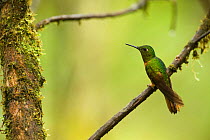 Chestnut-breasted Coronet (Boissonneaua matthewsii) perched on branch, in cloud forest, Tapichalaca Reserve, Southern Ecuador, South America