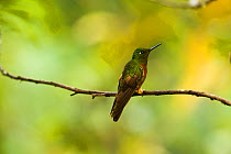 Chestnut-breasted Coronet (Boissonneaua matthewsii) perched on branch, in cloud forest, Tapichalaca Reserve, Southern Ecuador, South America