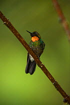 Flame-throated Sunangel (Heliangelus micraster) perched on branch in cloud forest, Tapichalaca Reserve, Southern Ecuador, South America
