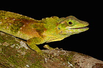 Anole Lizard  (Anolis princeps) Occidental, West Ecuador. Captive