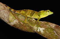 Anole Lizard  (Anolis princeps) Occidental, West Ecuador. Captive