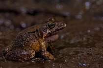 Coastal mud frog (Leptodactylus ventrimaculatus) in mud, Subtropical Coastal Ecuador, South America.