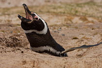 Magellanic Penguin (Spheniscus magellanicus) calling from entrance of burrow, Volunteer Point, Johnson's Harbour, East Falkland Island. Falkland Islands