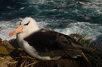 Black-browed Albatross (Thalassarche melanophrys) sitting on nest, West Point Island. Off west coast of West Falkland. Falkland Islands.