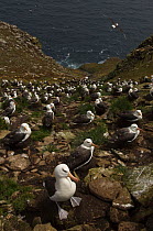 Breeding colony of Black-browed Albatross (Thalassarche melanophrys) nesting on cliff,  West Point Island. Off west coast of West Falkland. Falkland Islands