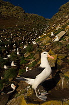 Breeding colony of Black-browed Albatross (Thalassarche melanophrys) nesting on cliff,  West Point Island. Off west coast of West Falkland. Falkland Islands