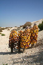 Desert hyacinth (Cistanche tubulosa) parasitic plant with underground tuber, flowering in desert, Dubai, United Arab Emirates. Boiled stem traditionally used to cure diarrhoea. Believed to be aphrodis...