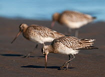 Three Bar-tailed godwits (Limosa lapponica) in winter plumage, foraging for lugworms at low tide, Boulmer, Northumberland, UK