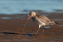 Bar-tailed godwit (Limosa lapponica) in winter plumage, extracting a Lugworm from a deep hole at low tide, Boulmer, Northumberland, UK