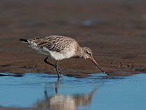 Bar-tailed godwit (Limosa lapponica) in winter plumage, extracting a Lugworm from the edge of a tidal pool, Boulmer, Northumberland, UK