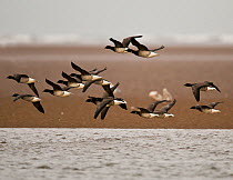 Small flock of light-bellied Brent Geese (Branta bernicla hrota) flying to their roosting ground as high tide approaches, Holy Island, Northumberland, U.K.