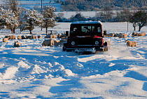 Local farmer feeding sheep from his Landrover in the winter snow, Rothbury, Northumberland, UK, February 2010