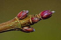 Close up of Field maple buds (Acer campestre) Dorset, England, UK February