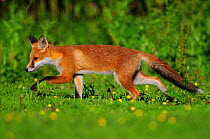 Three month old Red fox (Vulpes vulpes) cub walking through meadow, Dorset, England, UK June