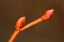 Close up of Hazel tree (Corylus avellana) buds in late winter. Dorset, England, UK