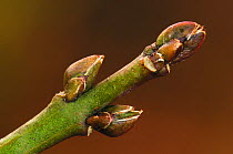 Close up of Spindle tree (Euonymus euroaeus) buds, late winter. Dorset, England, UK February