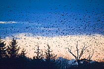 Large mixed flock of Rooks (Corvus frugilegus) and Jackdaws (Corvus monedula) arriving at winter roost at Buckenham, Yare Valley, Norfolk, England