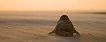 Rear view of Grey seal (Halichoerus grypus) on beach Blakeney Point,  Norfolk, England, November