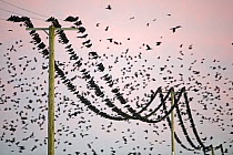 Flock of Rooks (Corvus frugilegus) sitting on telephone wires, at pre-roost gathering in winter, Buckenham, Norfolk, England