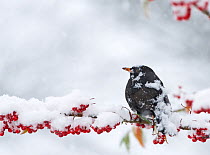 Male Blackbird (Turdus merula) covered in snow, perched on branch of berries in garden, Norfolk, England