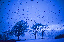 Flock of Starlings (Sturnus vulgaris) flying to roost near Gretna, Scotland, UK, December