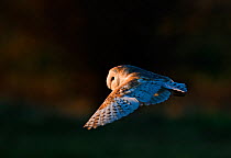 Barn owl (Tyto alba) in flight hunting, Norfolk, England, January