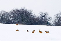 Brown Hares (Lepus europaeus) in snow covered field, Yare Valley, Norfolk, England, January