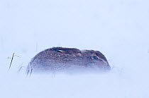 Brown hare (Lepus europaeus) sitting out blizzard in stubble field, Norfolk, England January