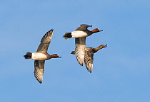 Two male Wigeon (Anas penelope) in courtship chase with female, Buckenham Marshes, Norfolk, England, winter
