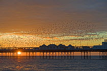 Flock of Starlings (Sturnus vulgaris) arriving at Brighton's Palace Pier to roost, Sussex, England, January